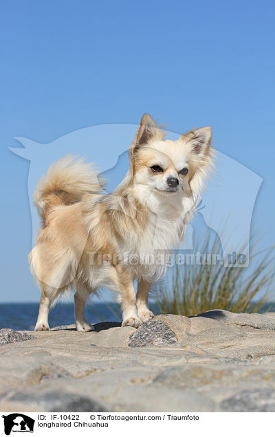 longhaired Chihuahua / IF-10422