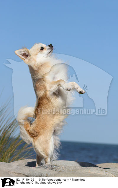 Langhaarchihuahua macht Mnnchen / longhaired Chihuahua shows trick / IF-10425