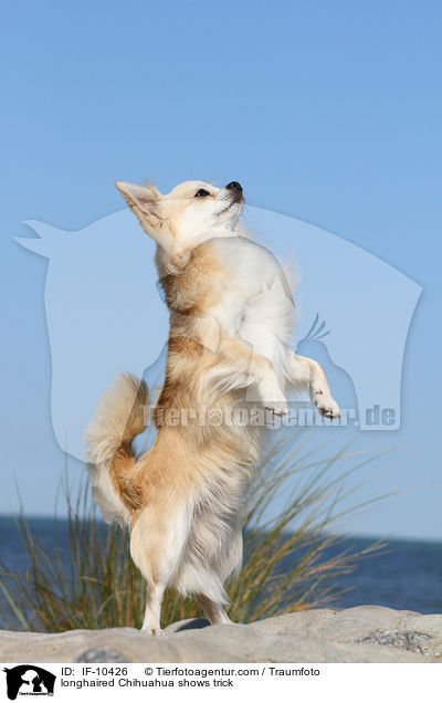 Langhaarchihuahua macht Mnnchen / longhaired Chihuahua shows trick / IF-10426