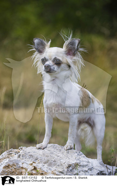 longhaired Chihuahua / SST-13152