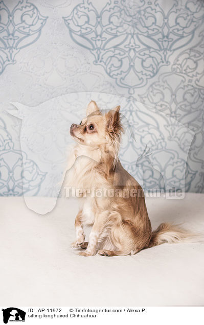 sitting longhaired Chihuahua / AP-11972