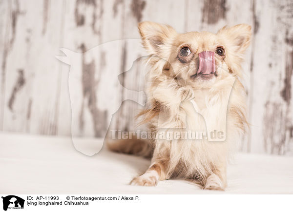 lying longhaired Chihuahua / AP-11993