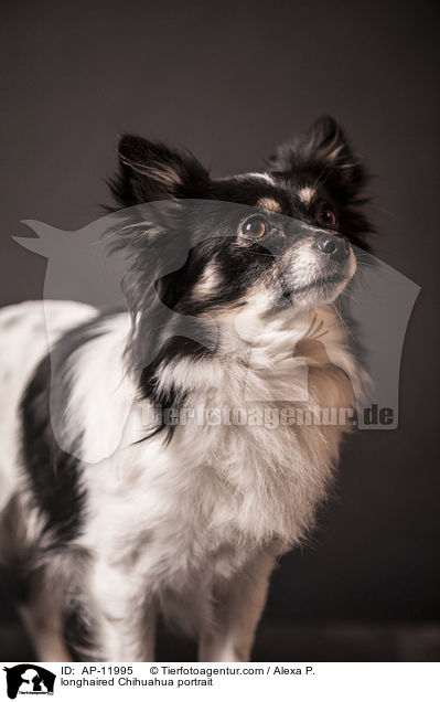 longhaired Chihuahua portrait / AP-11995