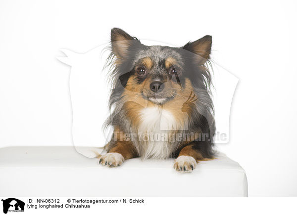 liegender Langhaarchihuahua / lying longhaired Chihuahua / NN-06312