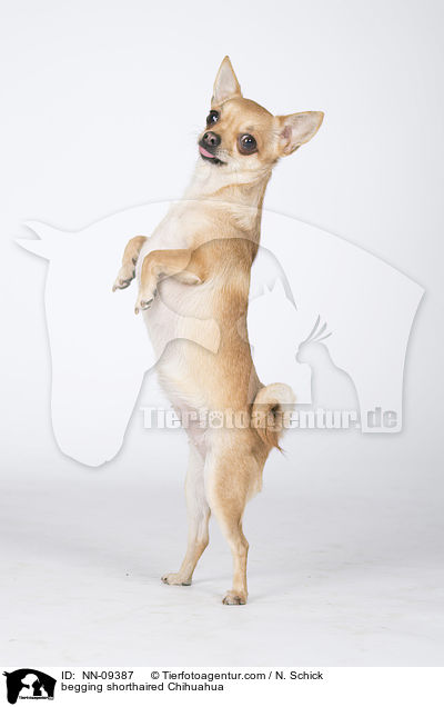 Kurzhaarchihuahua macht Mnnchen / begging shorthaired Chihuahua / NN-09387