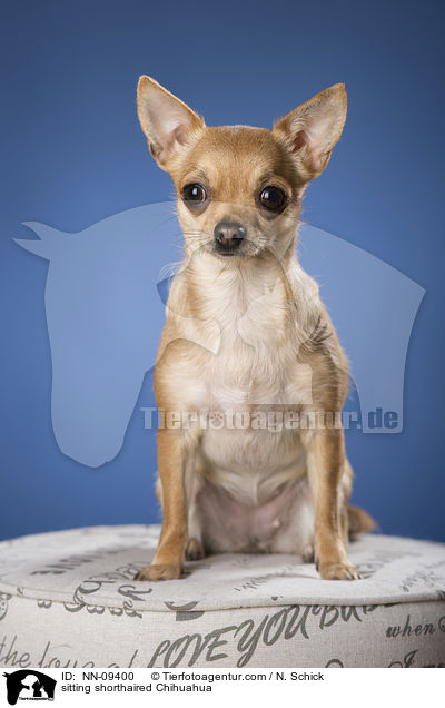 sitting shorthaired Chihuahua / NN-09400