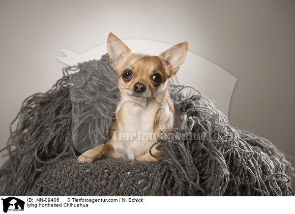 liegender Kurzhaarchihuahua / lying horthaired Chihuahua / NN-09406