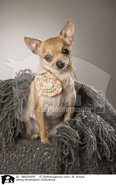 sitzender Kurzhaarchihuahua / sitting shorthaired Chihuahua / NN-09409