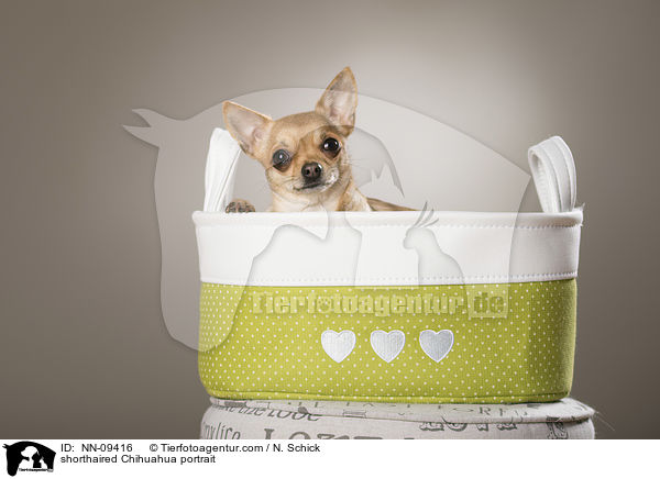 Kurzhaarchihuahua Portrait / shorthaired Chihuahua portrait / NN-09416