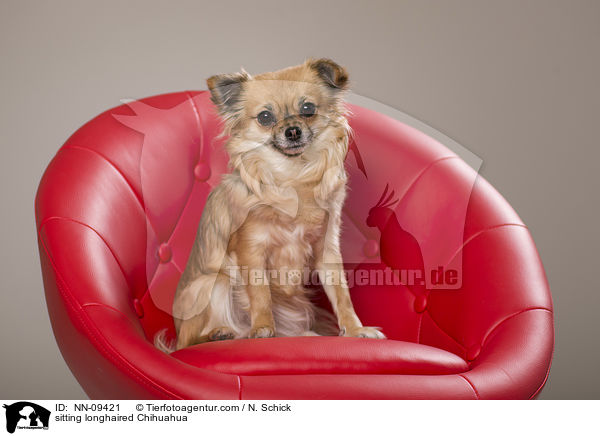 sitting longhaired Chihuahua / NN-09421