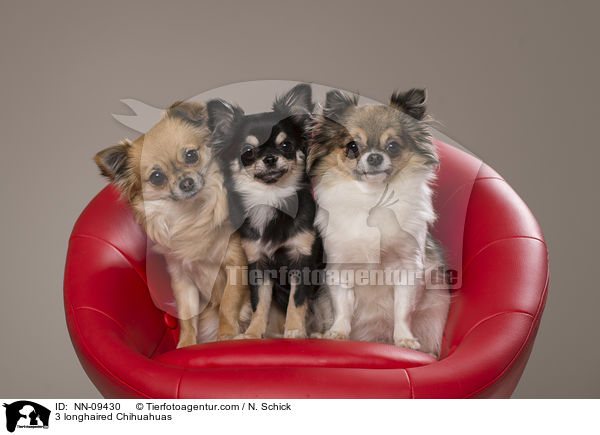 3 longhaired Chihuahuas / NN-09430