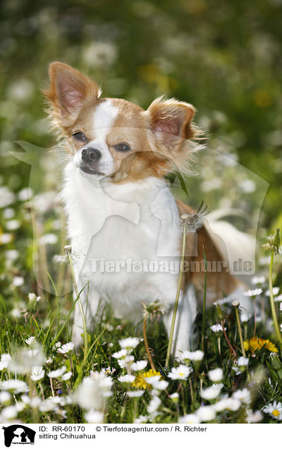 sitzender Chihuahua / sitting Chihuahua / RR-60170