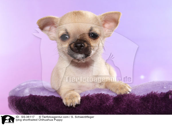 liegender Kurzhaarchihuahua Welpe / lying shorthaired Chihuahua Puppy / SS-36117