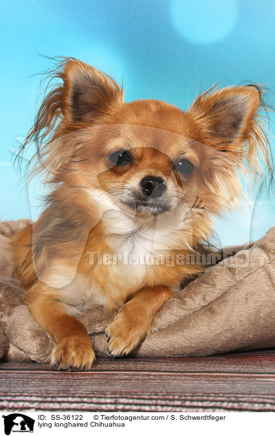 liegender Langhaarchihuahua / lying longhaired Chihuahua / SS-36122