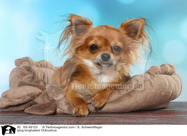 liegender Langhaarchihuahua / lying longhaired Chihuahua / SS-36123