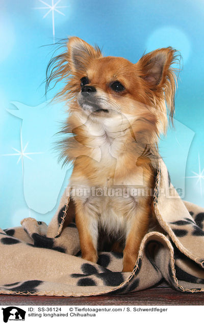 sitzender Langhaarchihuahua / sitting longhaired Chihuahua / SS-36124