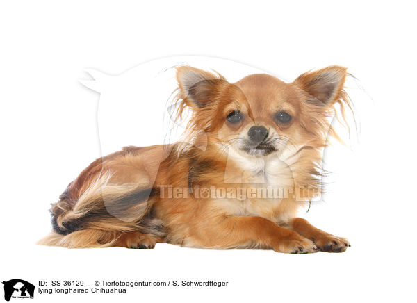 liegender Langhaarchihuahua / lying longhaired Chihuahua / SS-36129