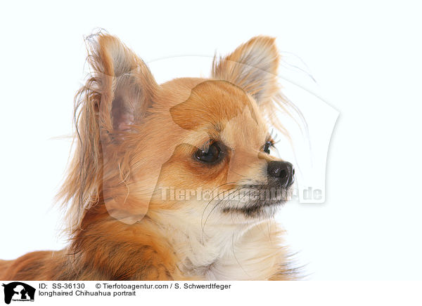 Langhaarchihuahua Portrait / longhaired Chihuahua portrait / SS-36130