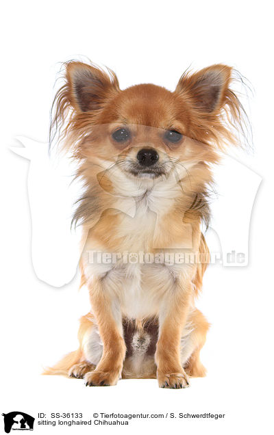 sitzender Langhaarchihuahua / sitting longhaired Chihuahua / SS-36133