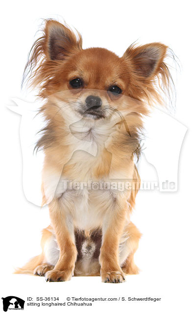 sitting longhaired Chihuahua / SS-36134