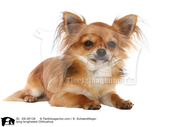 liegender Langhaarchihuahua / lying longhaired Chihuahua / SS-36136