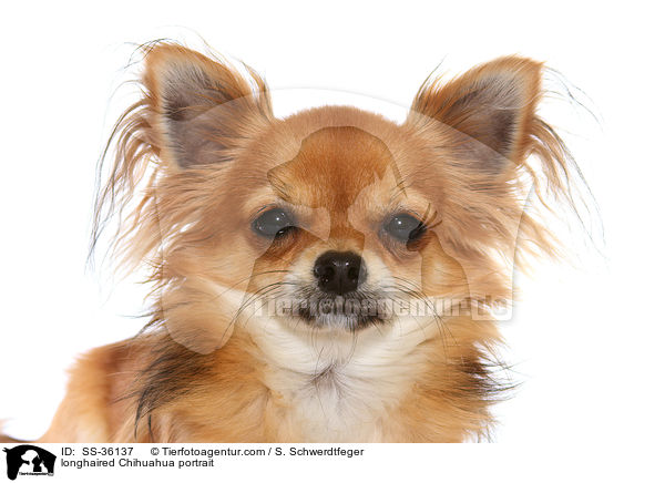 Langhaarchihuahua Portrait / longhaired Chihuahua portrait / SS-36137