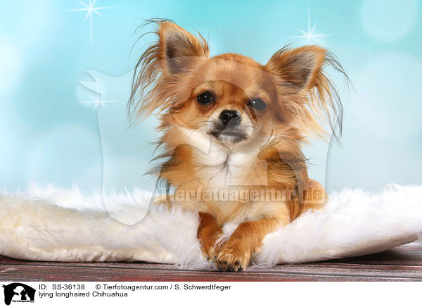 liegender Langhaarchihuahua / lying longhaired Chihuahua / SS-36138