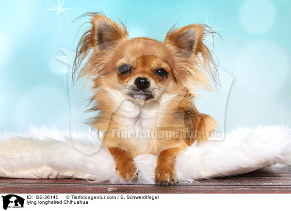 liegender Langhaarchihuahua / lying longhaired Chihuahua / SS-36140