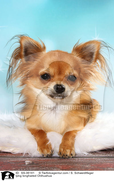 liegender Langhaarchihuahua / lying longhaired Chihuahua / SS-36141