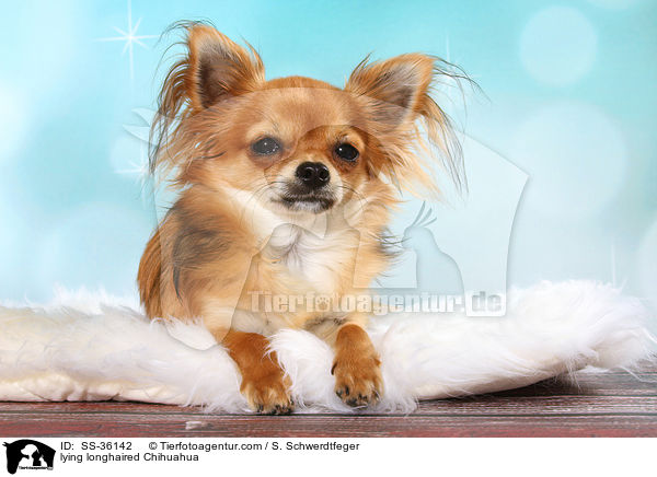liegender Langhaarchihuahua / lying longhaired Chihuahua / SS-36142