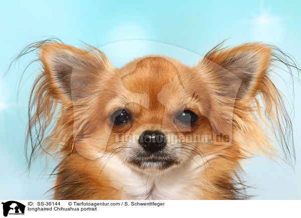Langhaarchihuahua Portrait / longhaired Chihuahua portrait / SS-36144