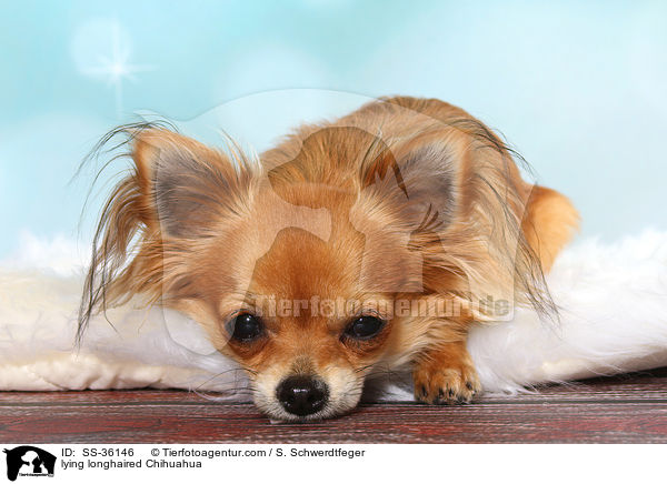 liegender Langhaarchihuahua / lying longhaired Chihuahua / SS-36146