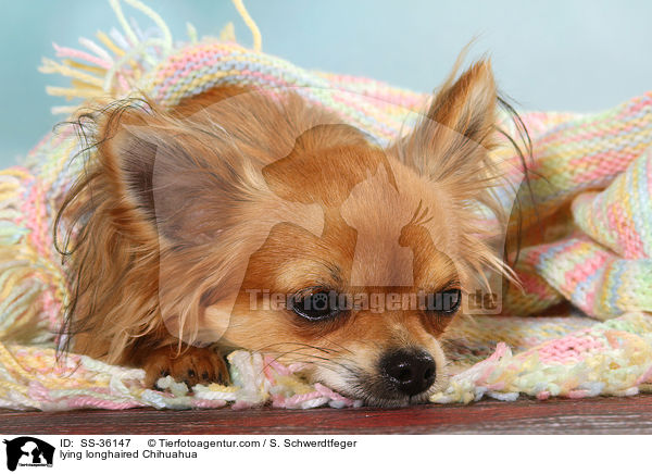 liegender Langhaarchihuahua / lying longhaired Chihuahua / SS-36147
