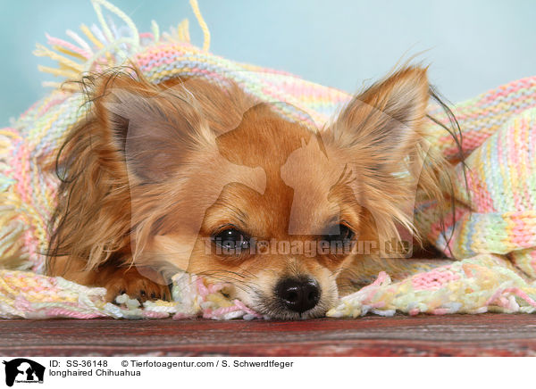 Langhaarchihuahua / longhaired Chihuahua / SS-36148