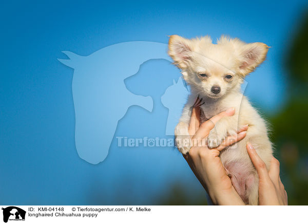 Langhaarchihuahua Welpe / longhaired Chihuahua puppy / KMI-04148