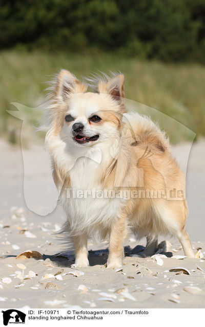 standing longhaired Chihuahua / IF-10971