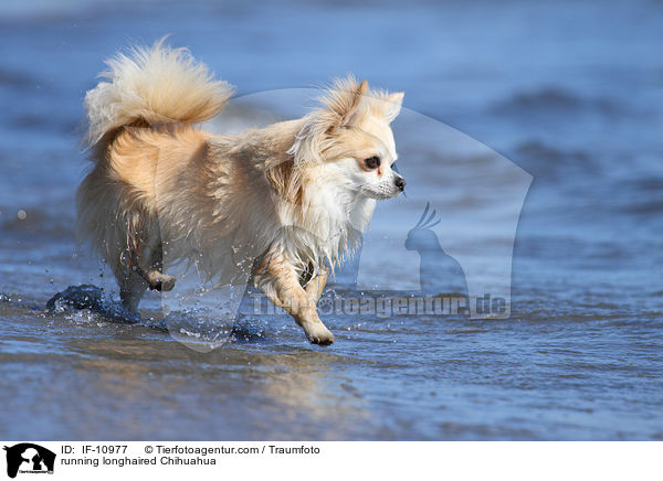 rennender Langhaarchihuahua / running longhaired Chihuahua / IF-10977