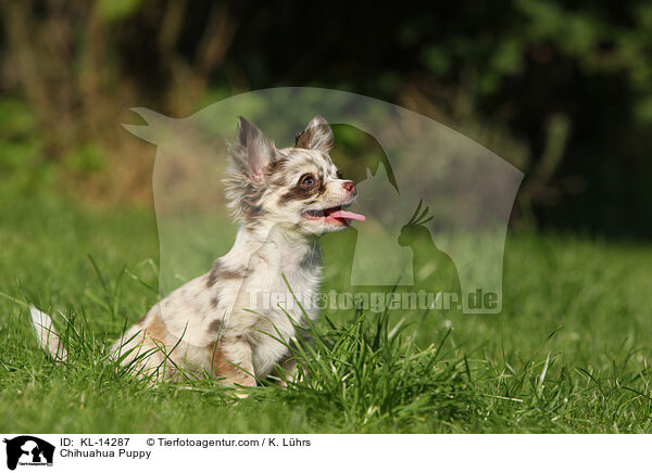 Chihuahua Puppy / KL-14287