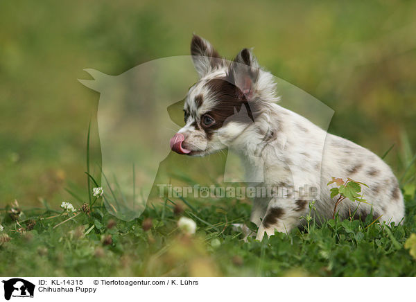 Chihuahua Puppy / KL-14315