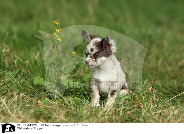 Chihuahua Puppy / KL-14325