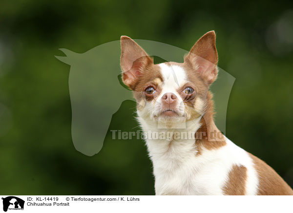 Chihuahua Portrait / KL-14419