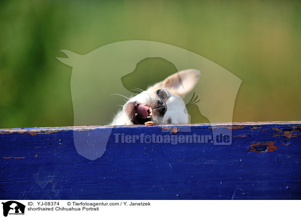 shorthaired Chihuahua Portrait / YJ-08374