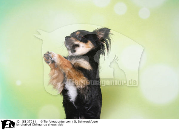 Langhaarchihuahua macht Mnnchen / longhaired Chihuahua shows trick / SS-37511
