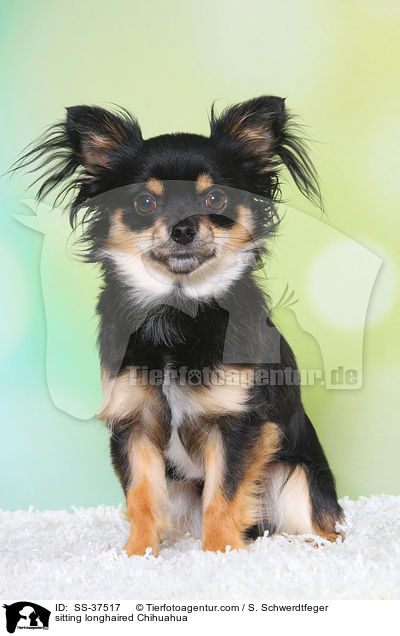 sitting longhaired Chihuahua / SS-37517