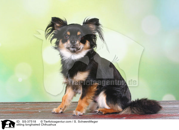 sitting longhaired Chihuahua / SS-37518