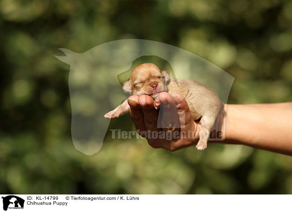 Chihuahua Puppy / KL-14799