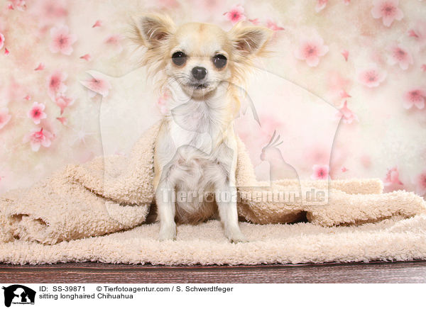 sitzender Langhaarchihuahua / sitting longhaired Chihuahua / SS-39871