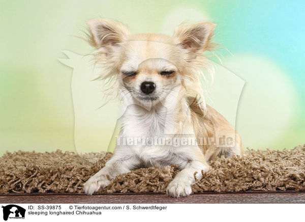 schlafender Langhaarchihuahua / sleeping longhaired Chihuahua / SS-39875