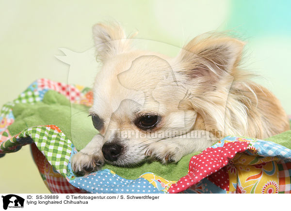 lying longhaired Chihuahua / SS-39889