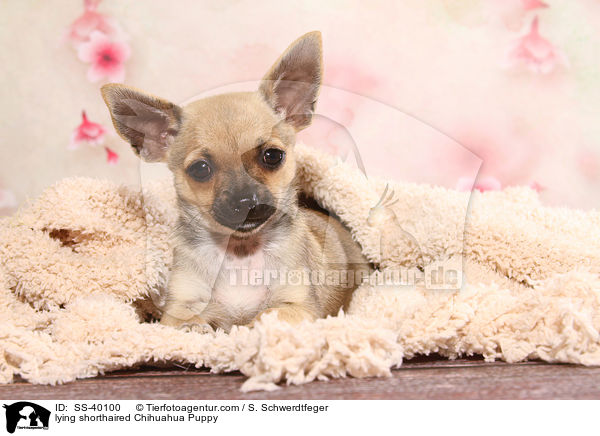 liegender Kurzhaarchihuahua Welpe / lying shorthaired Chihuahua Puppy / SS-40100